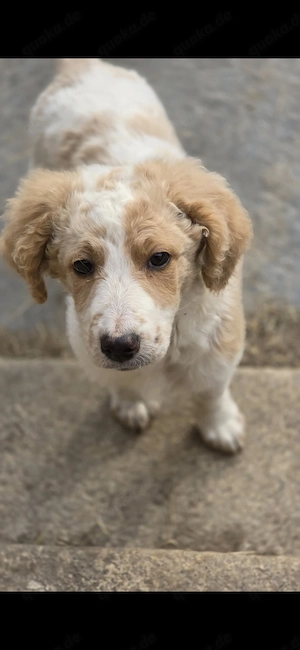Hündin Doodle Labradoodle Goldendoodle Labrador Golden Retriever 