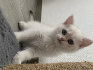 British Kirzhaar Kitten