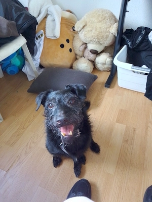 Jack Russel schnauzer 