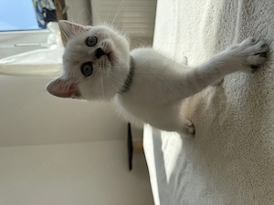 BKH Kitten, Britisch Kurzhaar  Bild 5