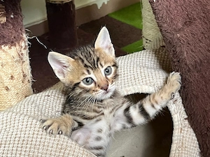 Bengal Mix Kätzchen
