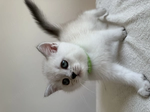 BKH Kitten, Britisch Kurzhaar  Bild 8