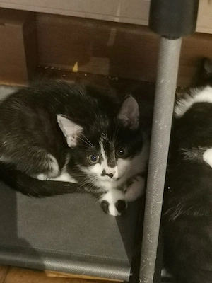 Katzenbabys