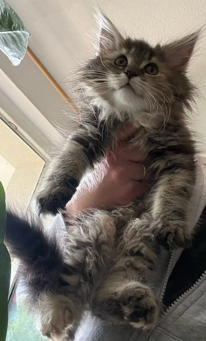 Maine Coon
