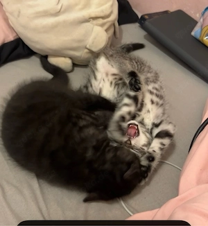   Niedliches und freches BKH - Katzenmädchen sucht ein neues Zuhause     