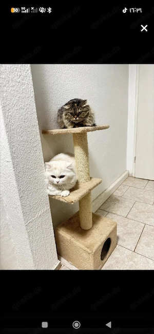 BKH katze 