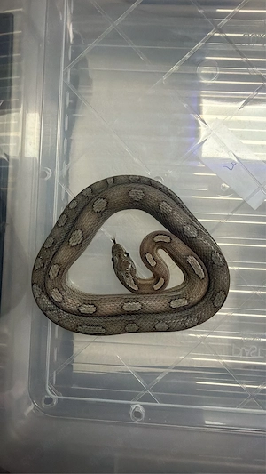 Phanterophis guttatus (Kornnattern) Nachzuchten