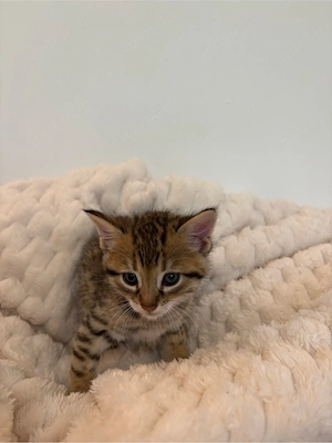 Bengal-BKH Kitten