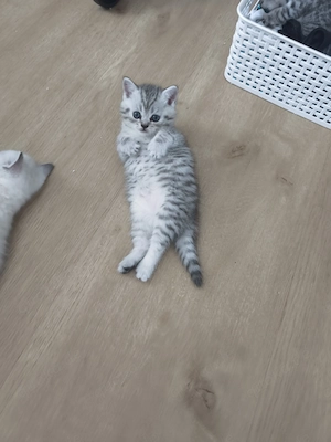 britisch-Kurzhaar Kitten  Bild 5