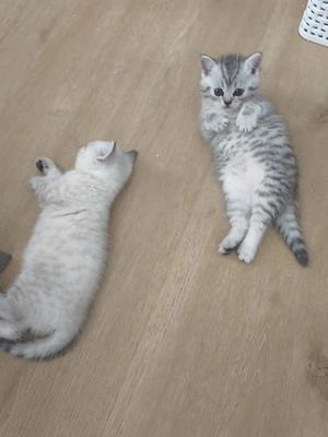 britisch-Kurzhaar Kitten  Bild 4