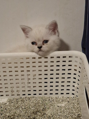 britisch-Kurzhaar Kitten  Bild 2