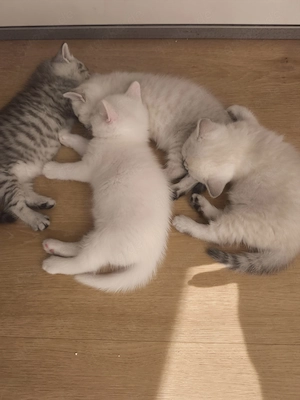 britisch-Kurzhaar Kitten  Bild 3