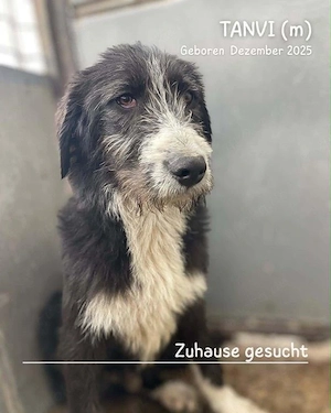 freundlicher, offener, menschenbezogener, schöner, junger Rüde "Tanvi" sucht ein Zuhause