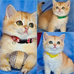 Bkh Kitten mit Stammbaum Abgabebereit 