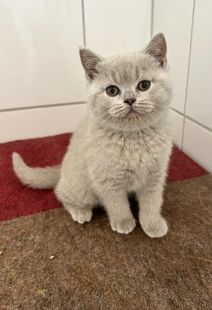 BKH Kitten mit Stammbaum