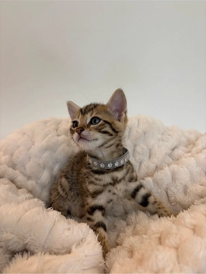 Bengal-BKH Kitten 