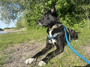 Nikita - Schlauer Bub auf der Suche nach seinem Menschen