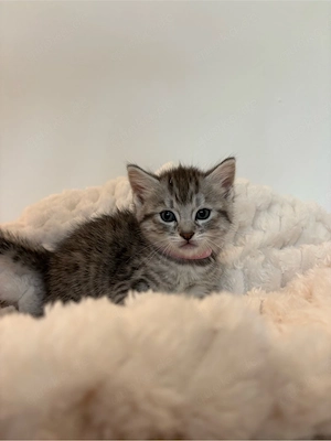 Bengal-BKH Kitten 
