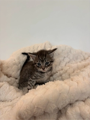 Bengal-BKH Kitten