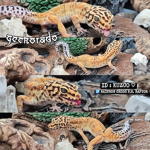 1.0 Leopardgecko Männchen - Rainbow cross ph Raptor