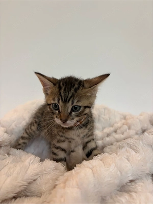 Bengal-BKH Kitten 