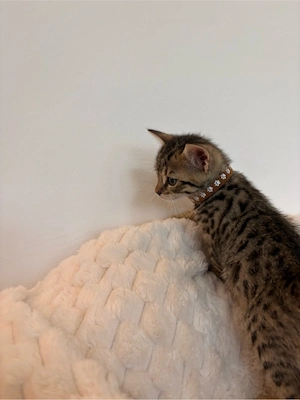 Bengal-BKH Kitten  Bild 2