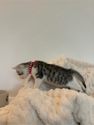 Bengal-BKH Kitten Bild 3
