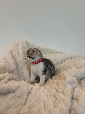 Bengal-BKH Kitten Bild 4