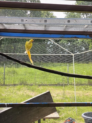 Halsbandsittiche 