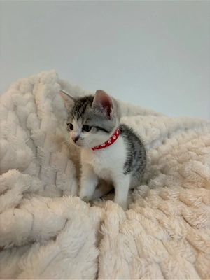 Bengal-BKH Kitten Bild 2
