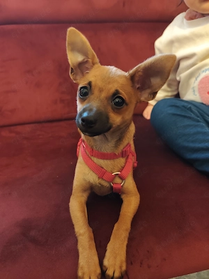 Zwergpinscher Hündin 
