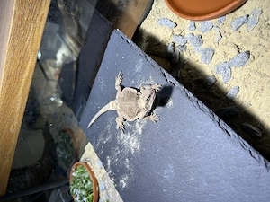 Chuckwalla Sauromalus Ater