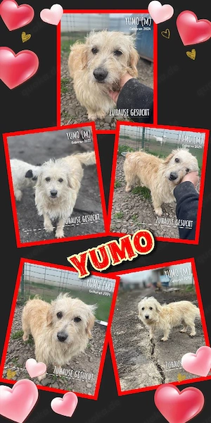 sehr lieber, kleiner, menschenbezogener Rüde "Yumo" sucht ein liebevolles Zuhause