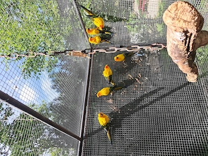 Vogelpark Leopoldshafen tauscht 0.1 Sonnensittich gegen 1.0