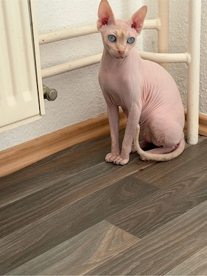 Sphynx Kiwi
