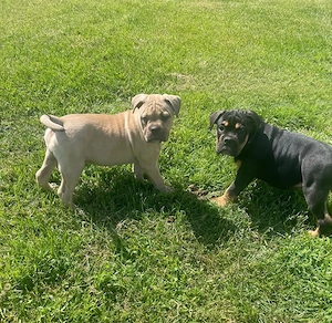 Old english Bulldog 