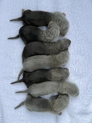 Wunderschöne Frettchenwelpen Bild 3