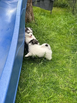 Pomsky Welpen F2 Welpe tolle Zeichnung und Farbe. (WhatsApp: 015216112771)