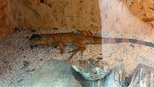 vekaufe grüner leguan oder tausch gegen spornschildkröte