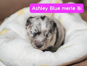  Unsere kleinen Mini Australian Shepherd Herzensbrecher suchen noch ihr perfektes Zuhause 