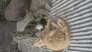 Bkh-Siam mix Kitten 