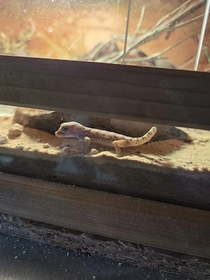 2.2.0 Stenodactylus sthenodactylus  