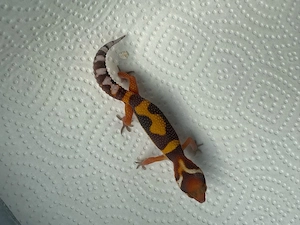 Leopardengecko Nachzucht 
