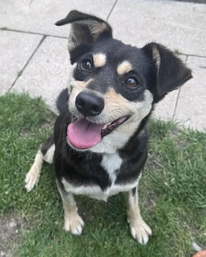 Kleine Greta sucht ihre Herzensmenschen, treue einfache Seele