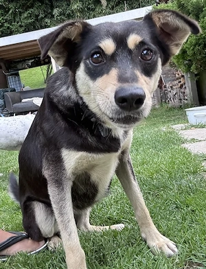 Kleine Greta sucht ihre Herzensmenschen, treue einfache Seele