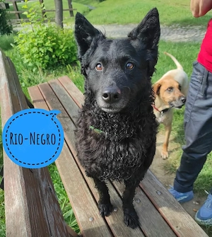 Rio Negro, gut erzogener Kroatischer Schäferhund sucht dringend neues Zuhause