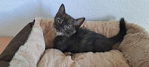 Katzenbaby " Krissi "