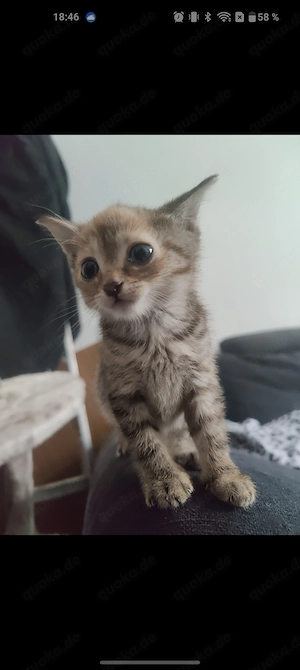 Europäisch kurzhaar kitten