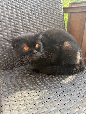 Liebe Katze sucht ein neues Zuhause   