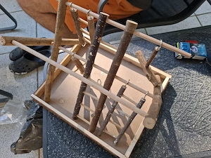 wellensittiche 
